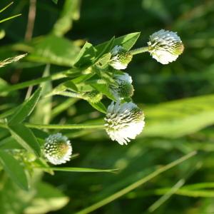 Photographie n°2563264 du taxon Trifolium montanum L. [1753]