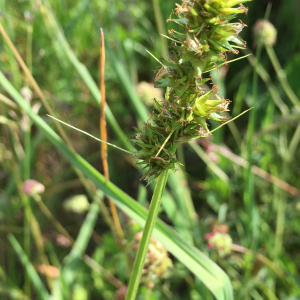 Photographie n°2563286 du taxon Carex otrubae Podp. [1922]