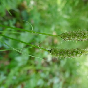 Photographie n°2563300 du taxon Phyteuma spicatum L. [1753]