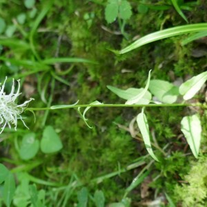 Photographie n°2563301 du taxon Phyteuma spicatum L. [1753]