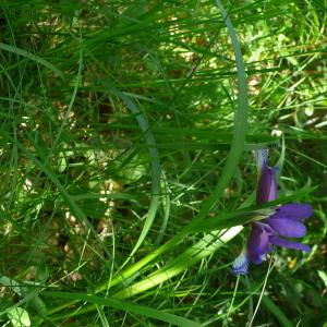 Photographie n°2563312 du taxon Iris graminea L. [1753]