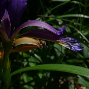 Photographie n°2563315 du taxon Iris graminea L. [1753]