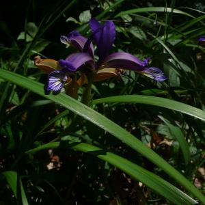 Photographie n°2563316 du taxon Iris graminea L. [1753]