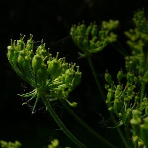 Photographie n°2563329 du taxon Heracleum sibiricum subsp. sibiricum