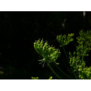 Heracleum sibiricum L. subsp. sibiricum