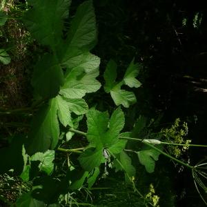  - Heracleum sibiricum subsp. sibiricum