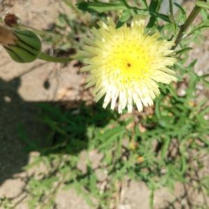 Photographie n°2563379 du taxon Urospermum dalechampii (L.) Scop. ex F.W.Schmidt