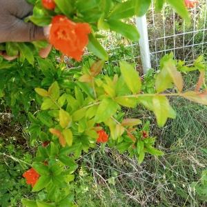 Photographie n°2563418 du taxon Punica granatum L.