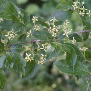 Photographie n°2563421 du taxon Euonymus europaeus L. [1753]