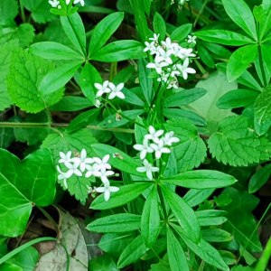 Photographie n°2563446 du taxon Galium odoratum (L.) Scop. [1771]