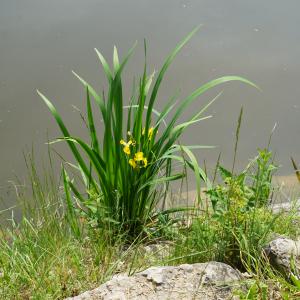 Photographie n°2563451 du taxon Iris pseudacorus L. [1753]