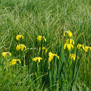 Photographie n°2563454 du taxon Iris pseudacorus L. [1753]