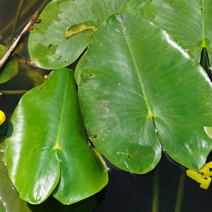 Photographie n°2563502 du taxon Nuphar lutea (L.) Sm. [1809]