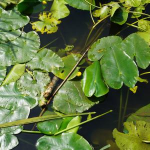 Photographie n°2563503 du taxon Nuphar lutea (L.) Sm. [1809]