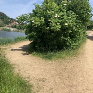 Photographie n°2563505 du taxon Sambucus nigra L. [1753]