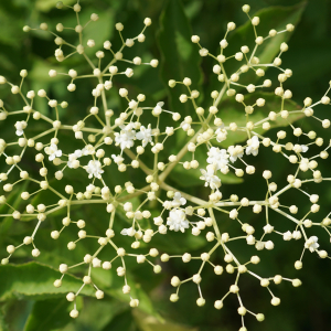 Photographie n°2563509 du taxon Sambucus nigra L. [1753]