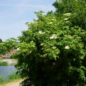 Photographie n°2563514 du taxon Sambucus nigra L. [1753]