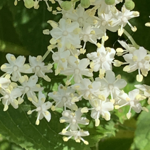 Photographie n°2563517 du taxon Sambucus nigra L. [1753]