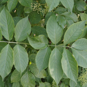 Photographie n°2563519 du taxon Sambucus nigra L. [1753]