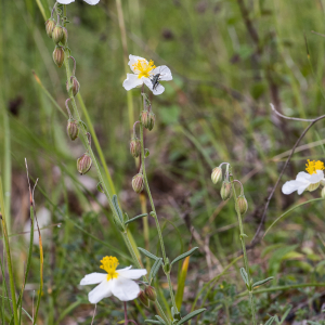 Photographie n°2563523 du taxon Helianthemum apenninum (L.) Mill.