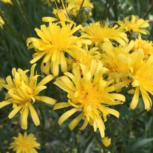 Photographie n°2563546 du taxon Crepis biennis L. [1753]