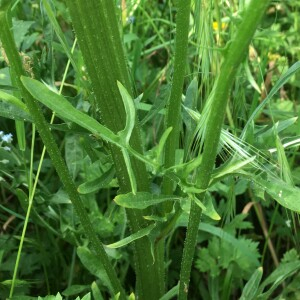 Photographie n°2563547 du taxon Crepis biennis L. [1753]