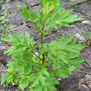 Photographie n°2563573 du taxon Artemisia vulgaris L.