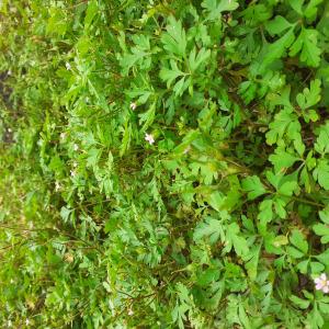 Photographie n°2563578 du taxon Geranium purpureum Vill.