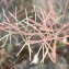 Arabidopsis thaliana (L.) Heynh. [nn5767] par Christine Jourdan le 01/06/2023 - Beaumont