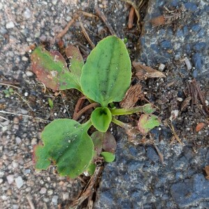 Photographie n°2563594 du taxon Plantago major L.