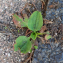 Plantago major L. [nn49976] par Christine Jourdan le 01/06/2023 - Beaumont