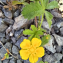 Potentilla reptans L. [nn52829] par Christine Jourdan le 01/06/2023 - Beaumont