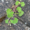 Geranium rotundifolium L. [nn30056] par Christine Jourdan le 01/06/2023 - Beaumont