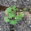 Geranium rotundifolium L. [nn30056] par Christine Jourdan le 01/06/2023 - Beaumont