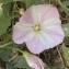 Convolvulus arvensis L. [nn75060] par lucile.chene le 18/05/2023 - Perpignan