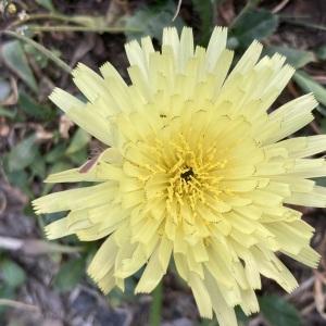 Photographie n°2563623 du taxon Urospermum dalechampii (L.) Scop. ex F.W.Schmidt