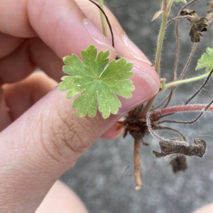 Photographie n°2563631 du taxon Geranium molle L.