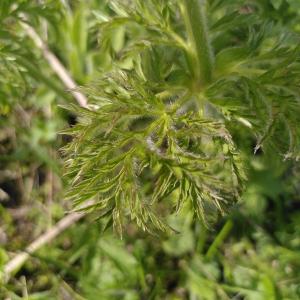 Photographie n°2563659 du taxon Anemone alpina L. [1753]