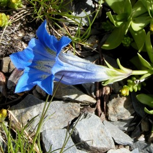 Photographie n°2563800 du taxon Gentiana alpina Vill. [1779]