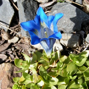 Photographie n°2563801 du taxon Gentiana alpina Vill. [1779]