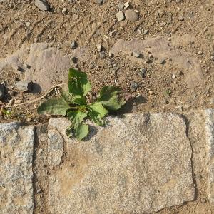 Photographie n°2563841 du taxon Plantago major L.