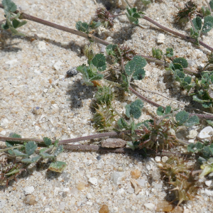 Photographie n°2563844 du taxon Medicago littoralis Rohde ex Loisel. [1810]