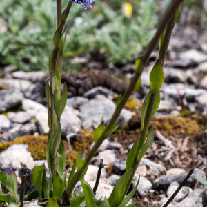 Photographie n°2563888 du taxon Globularia vulgaris L. [1753]