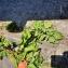 Plantago major L. [nn49976] par Haydee le 02/06/2023 - Quimperlé
