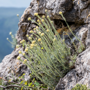 Photographie n°2563934 du taxon Helichrysum stoechas (L.) Moench