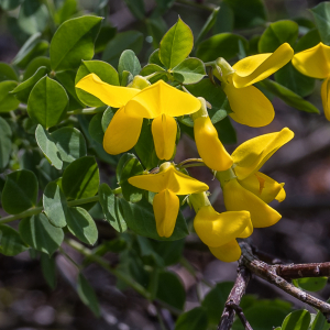 Photographie n°2563938 du taxon Cytisophyllum sessilifolium (L.) O.Lang