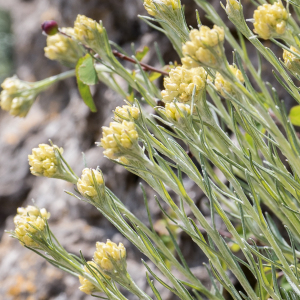 Photographie n°2563941 du taxon Helichrysum stoechas (L.) Moench