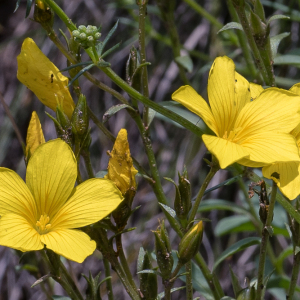 Photographie n°2563943 du taxon Linum campanulatum L. [1753]