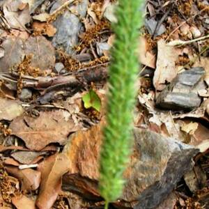  - Phleum paniculatum Huds. [1762]