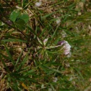  - Trifolium nigrescens subsp. nigrescens